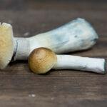 Oregon Psilocybin Bans