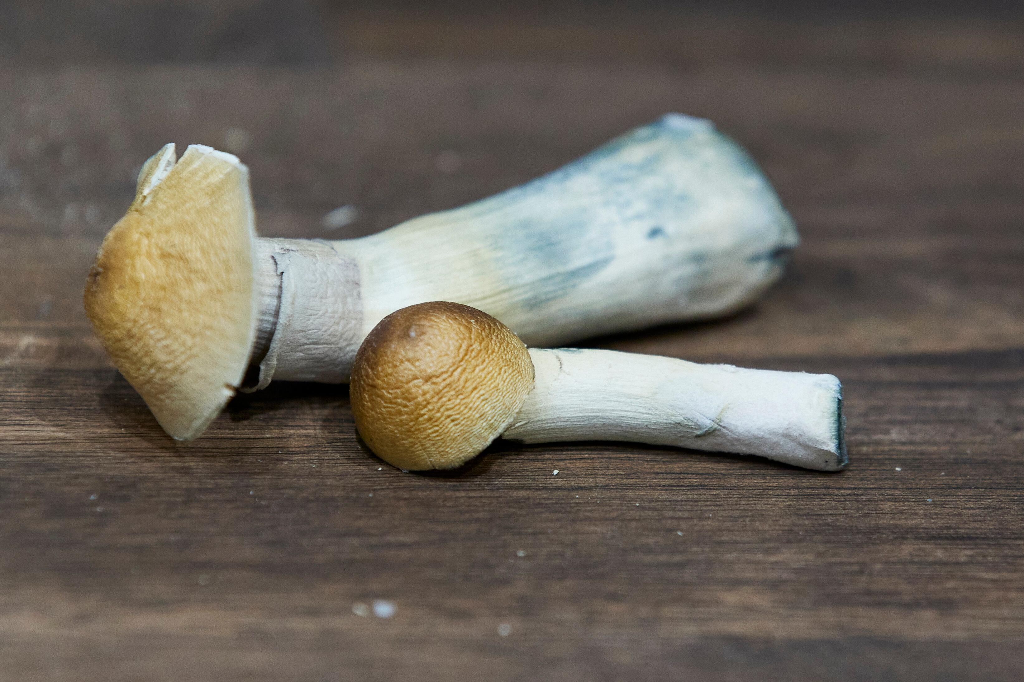 Oregon Psilocybin Bans