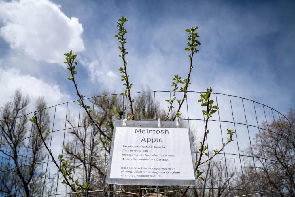 The Lyons Community Orchard features a wide variety of young fruit trees
