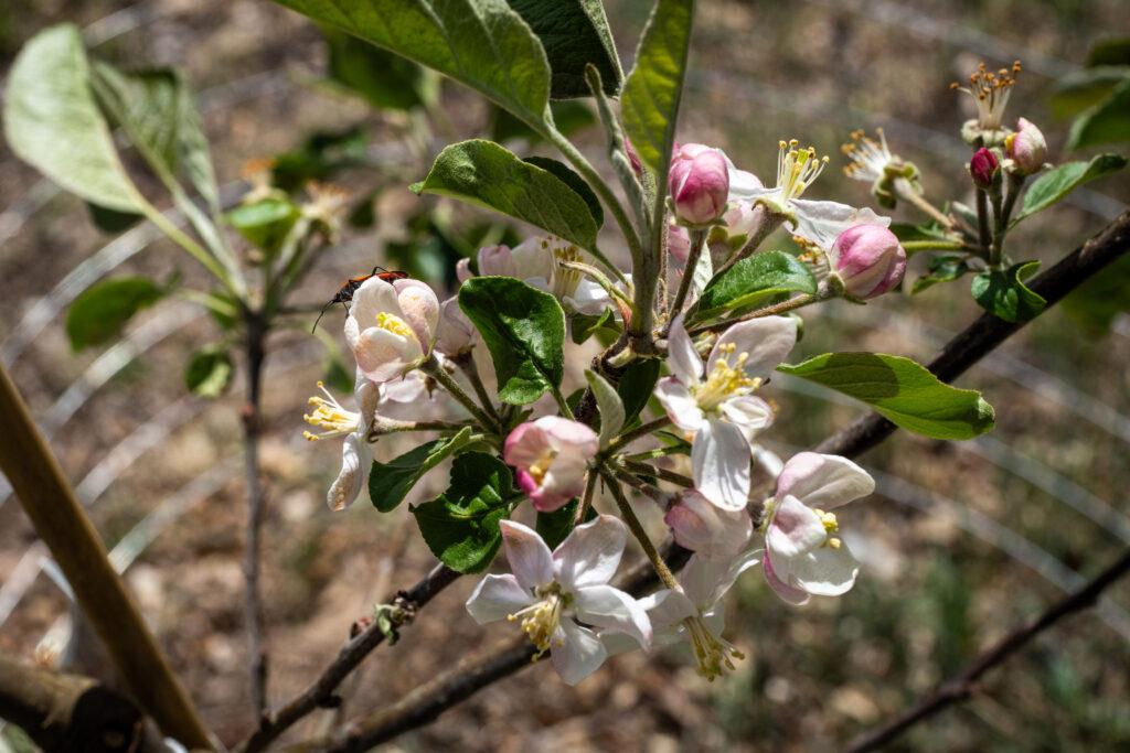 Apple blossoms on a young tree at the at the Lyons Community Orchard