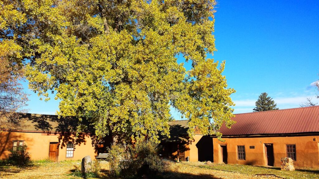 a tree in front of an adobe building