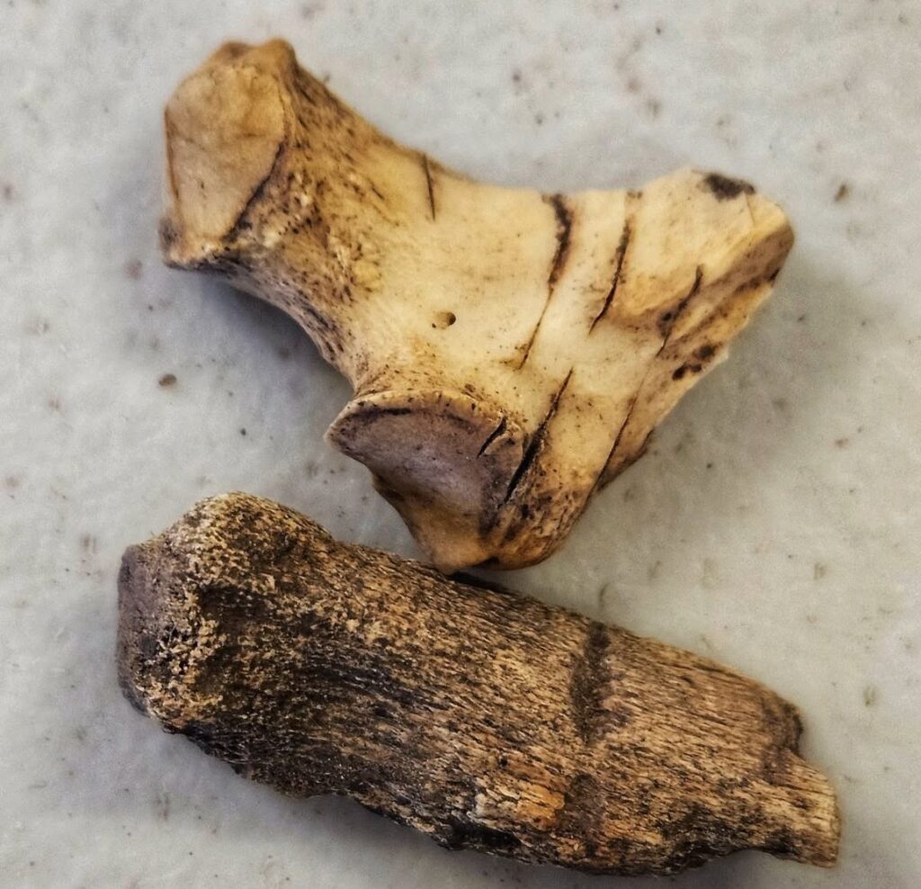 two pieces of bone