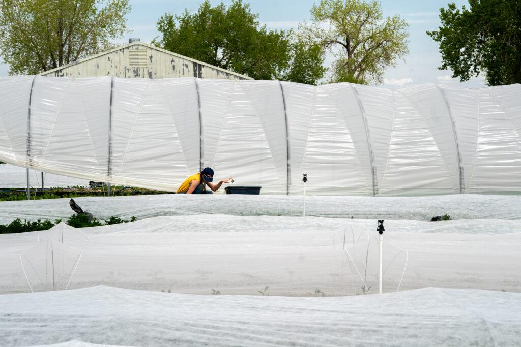 Colorado Flower Collective and Artemis Flower Farm Readies For Mothers Day In Longmont