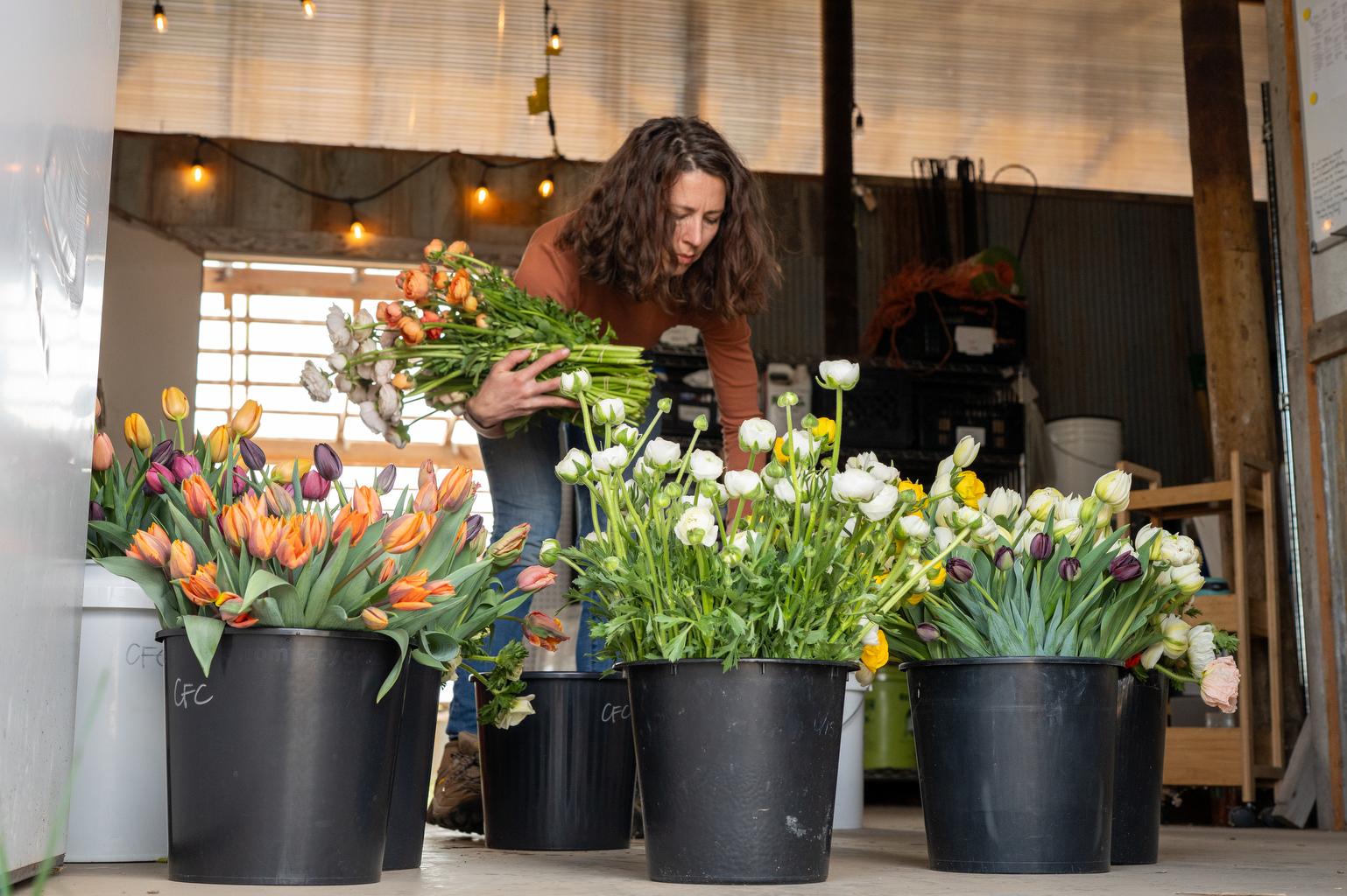 Colorado Flower Collective and Artemis Flower Farm Readies For Mothers Day In Longmont