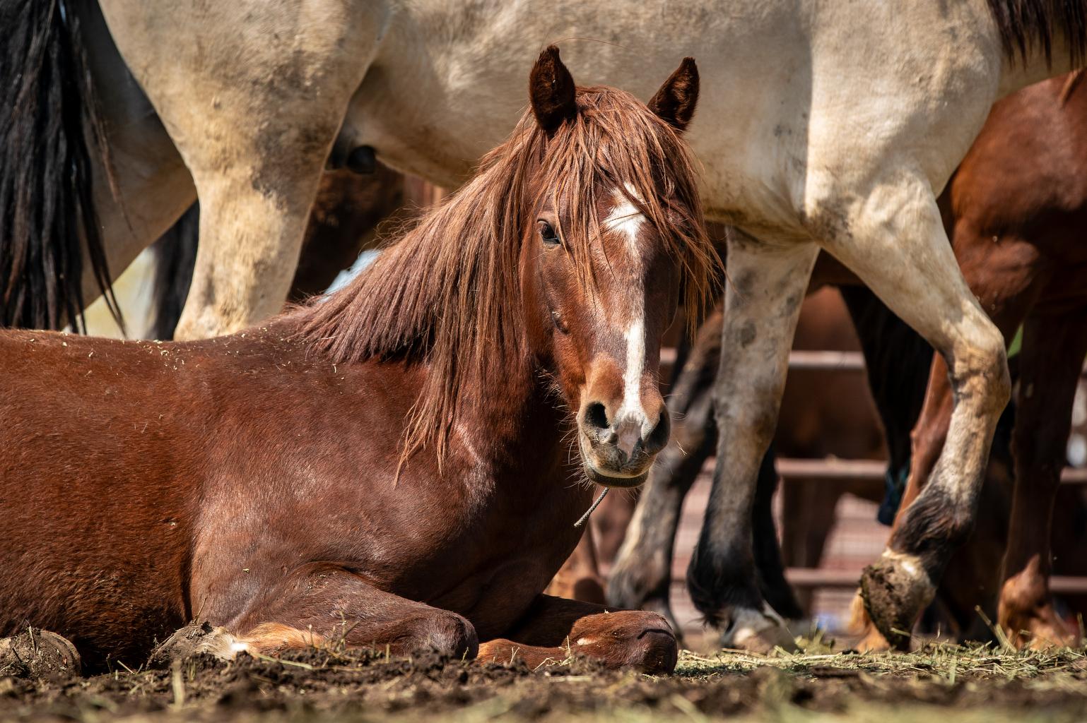 BLM Holds Wild Horse Auction