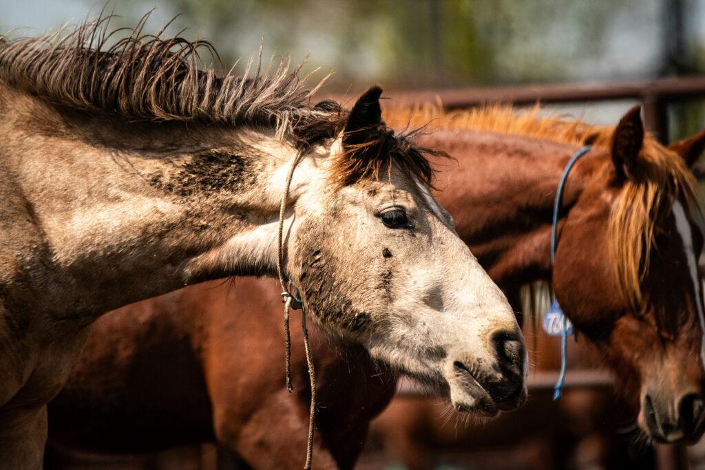BLM Holds Wild Horse Auction