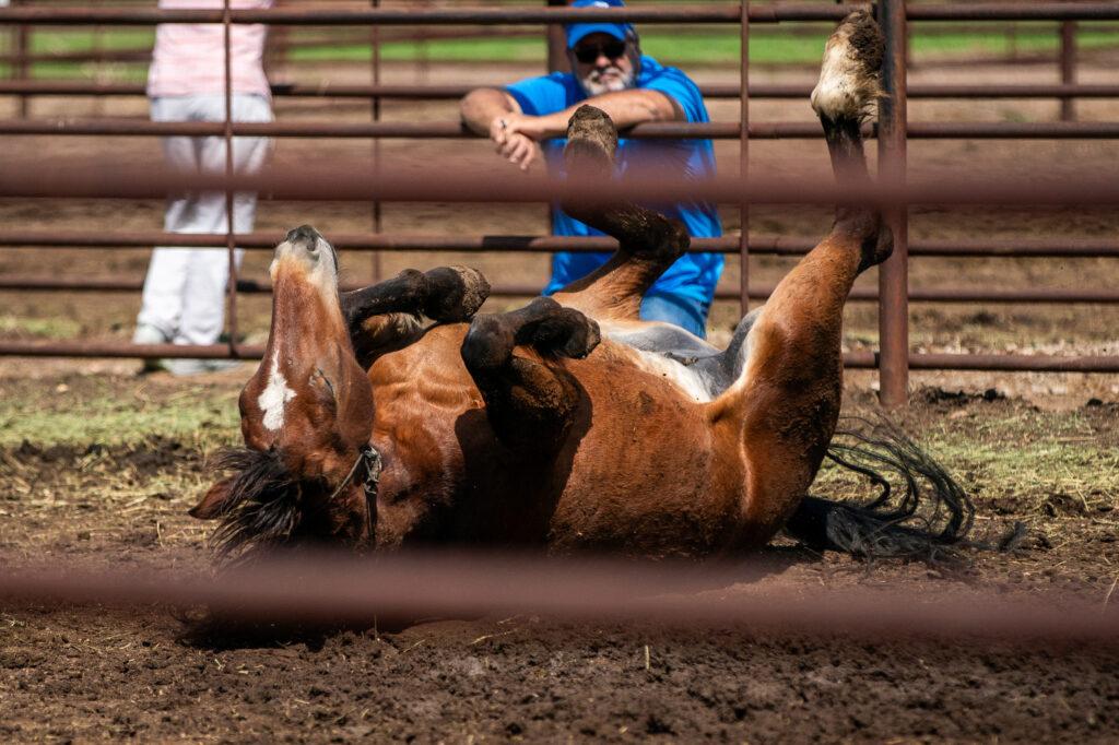 BLM Holds Wild Horse Auction