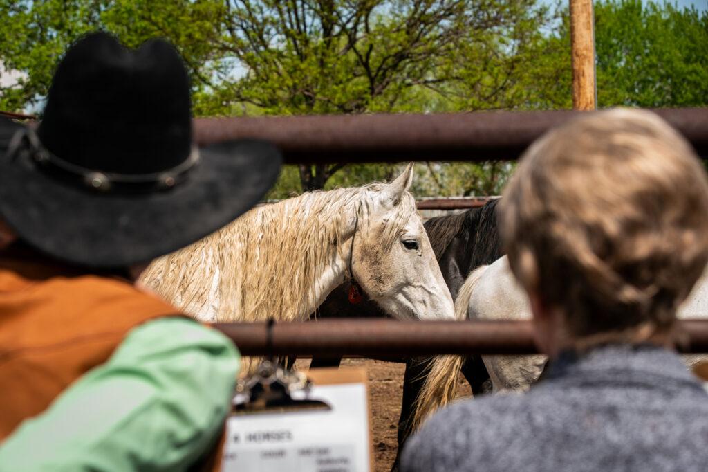 BLM Holds Wild Horse Auction
