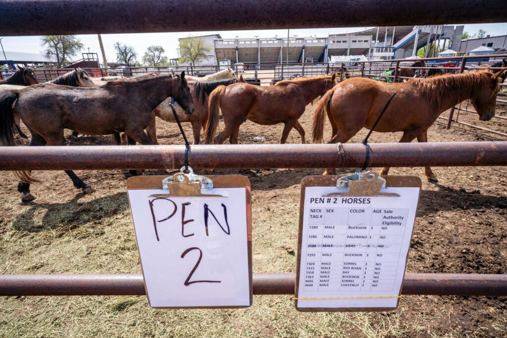 BLM Holds Wild Horse Auction