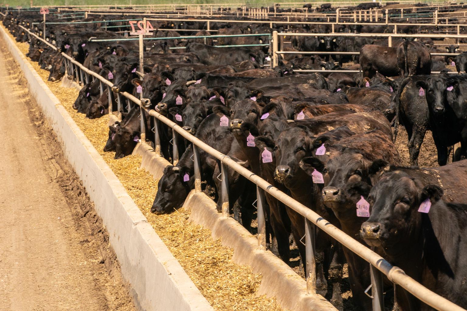 Five Rivers Cattle Feedlot Kersey
