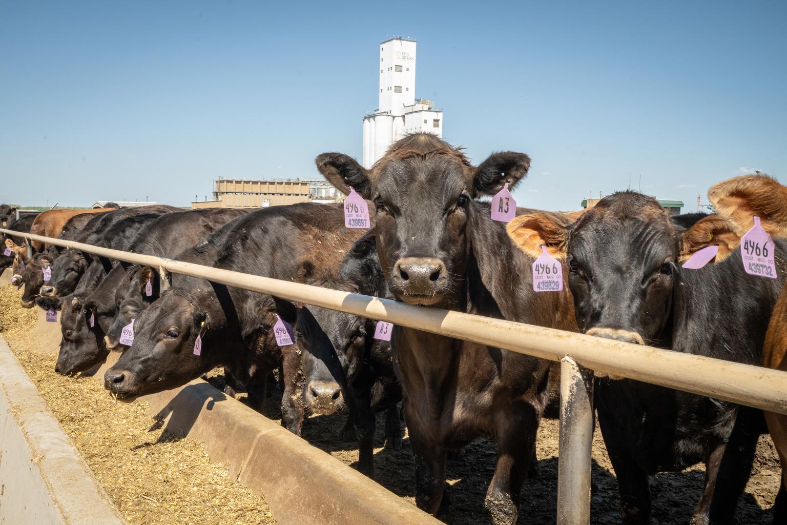 Five Rivers Cattle Feedlot Kersey