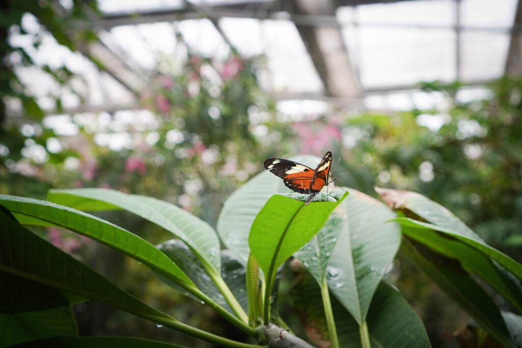 A small black, white and orange butterfly stands on a leaf