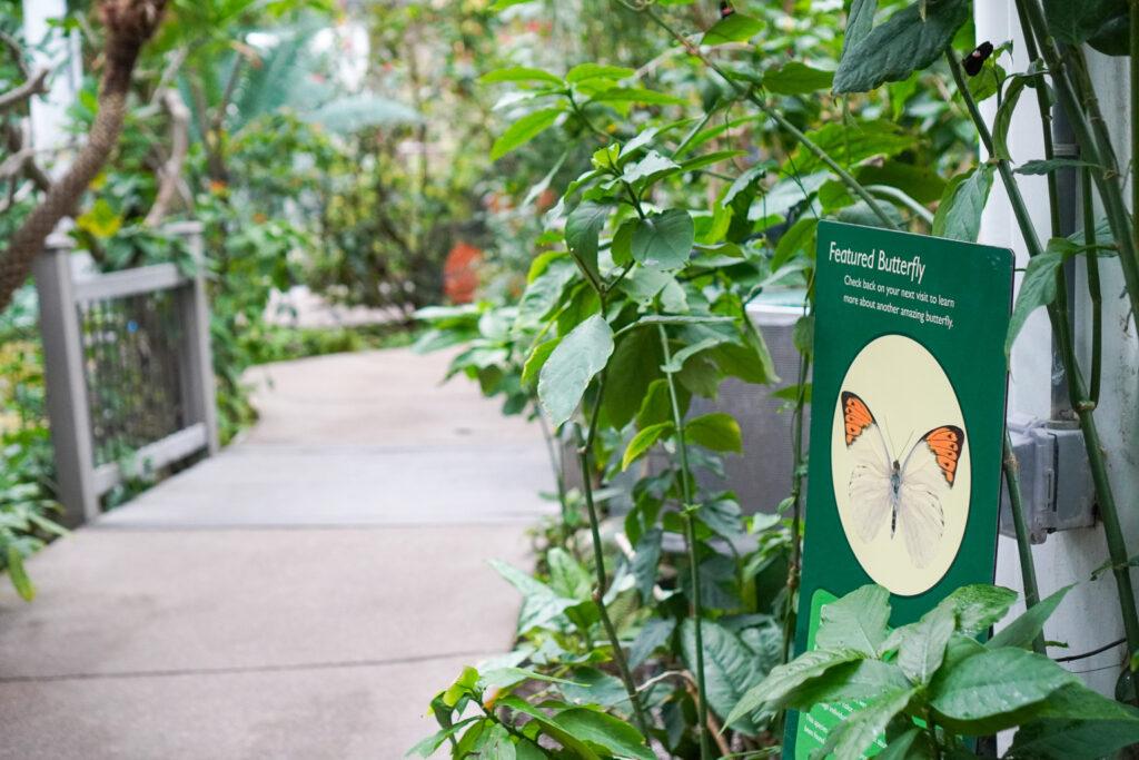 A sign reading "featured butterfly" next the the path inside the flora-flush butterfly pavilion