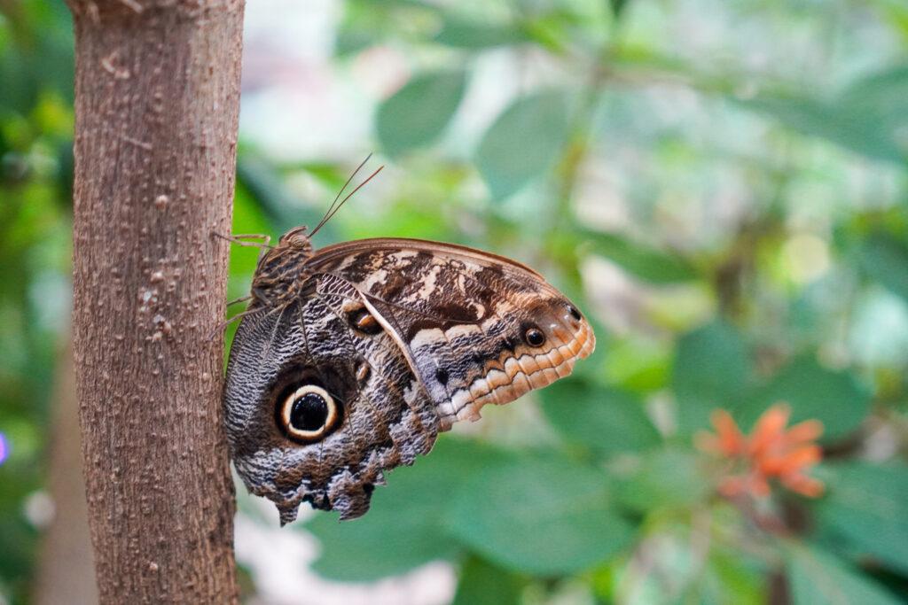 A large brown moth stands on a branch