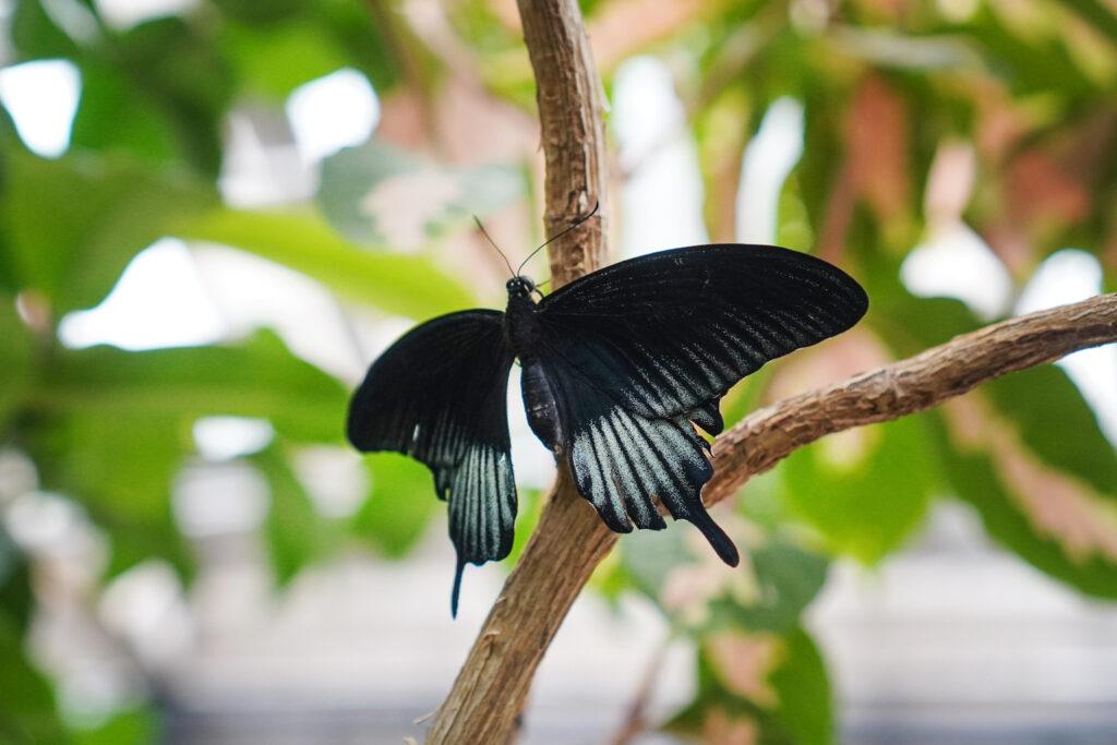 A close-up of a black and white butterfly clings onto a branch