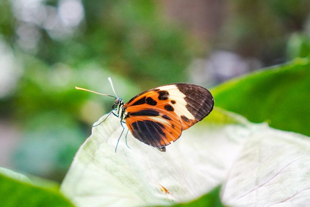 A close-up small black, white and orange butterfly stands on a leaf