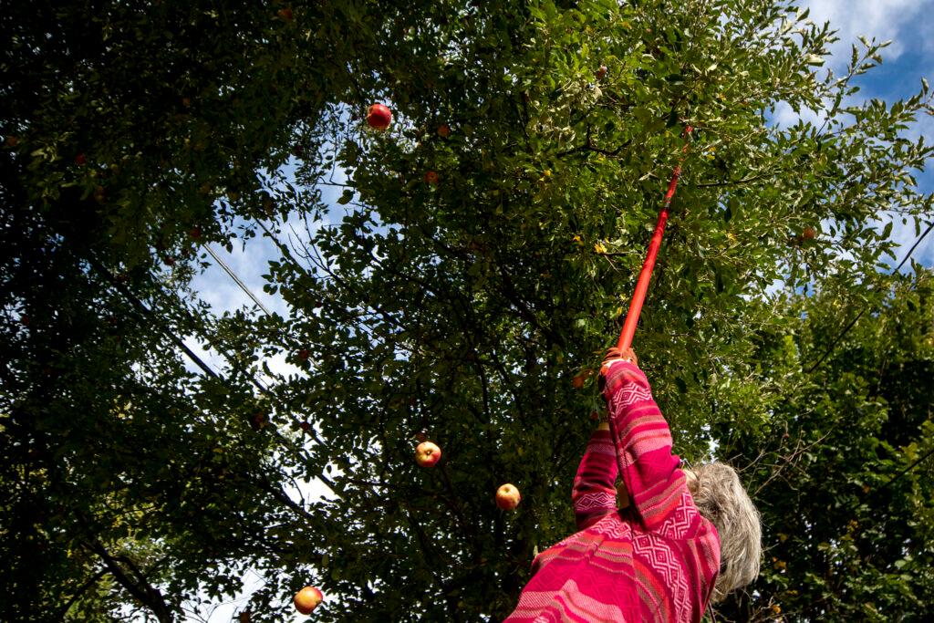Barbara Masoner shakes apples from a tree