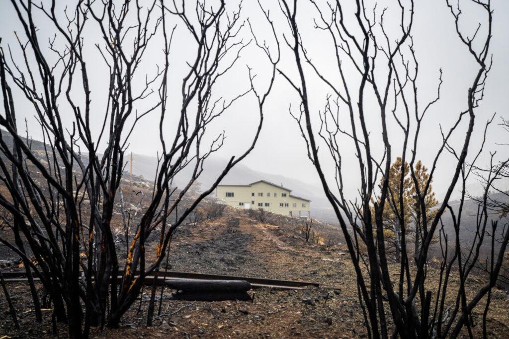A large white building is visible between the burnt limbs of a scrubby tree. The weather is dim and misty.