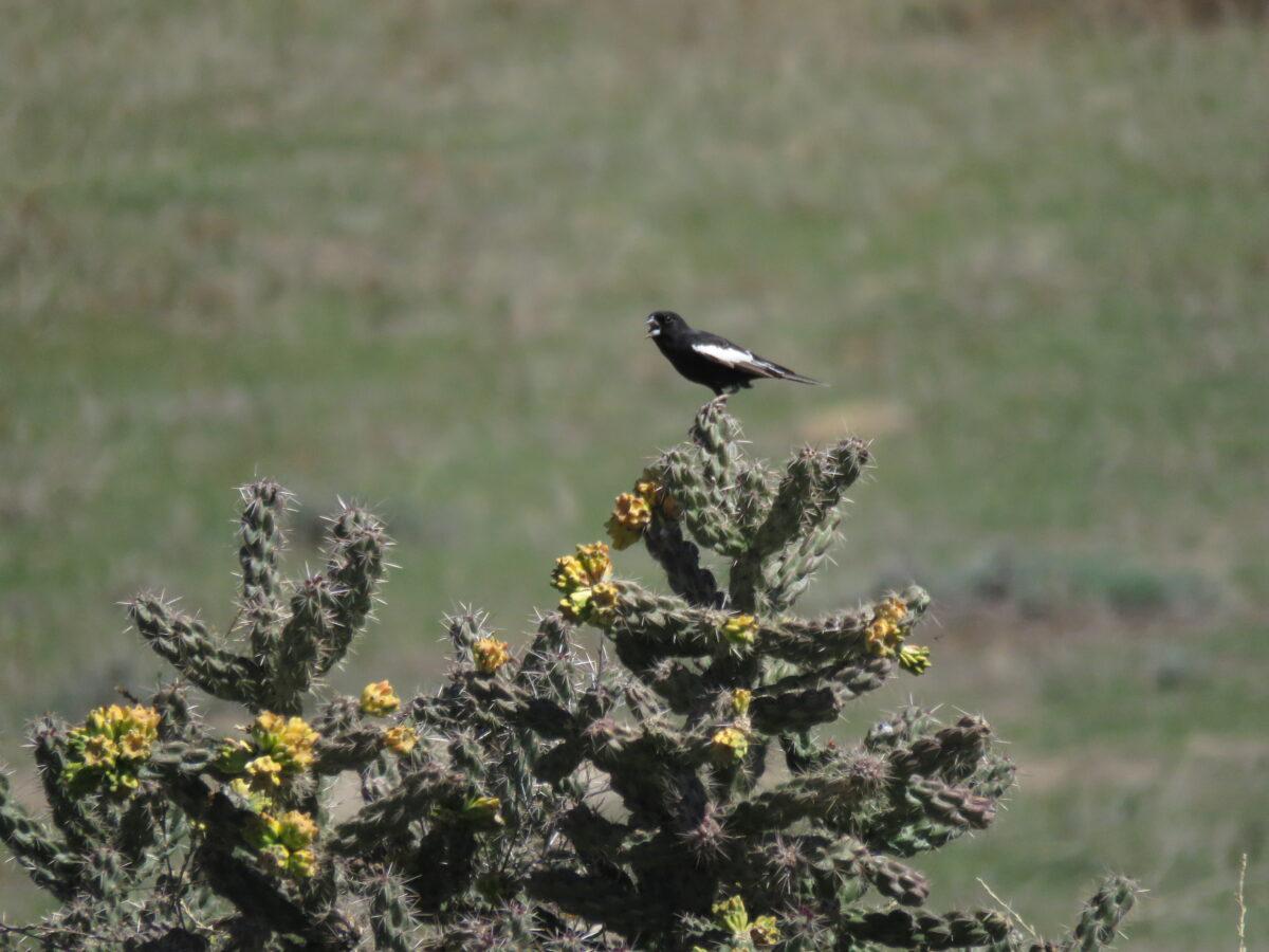 A black bird with white wings known as a Lark bunting sits on a cholla cactus.