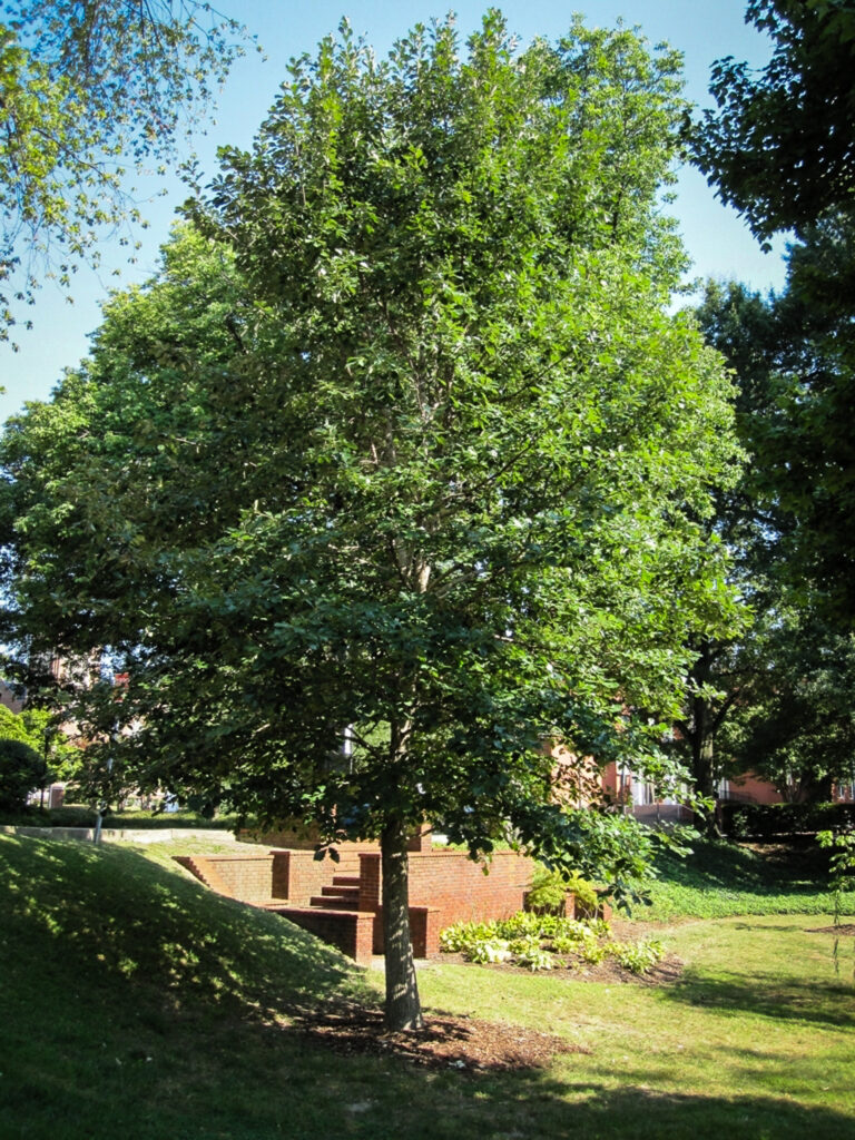 Leafy tree in a sunny yard.