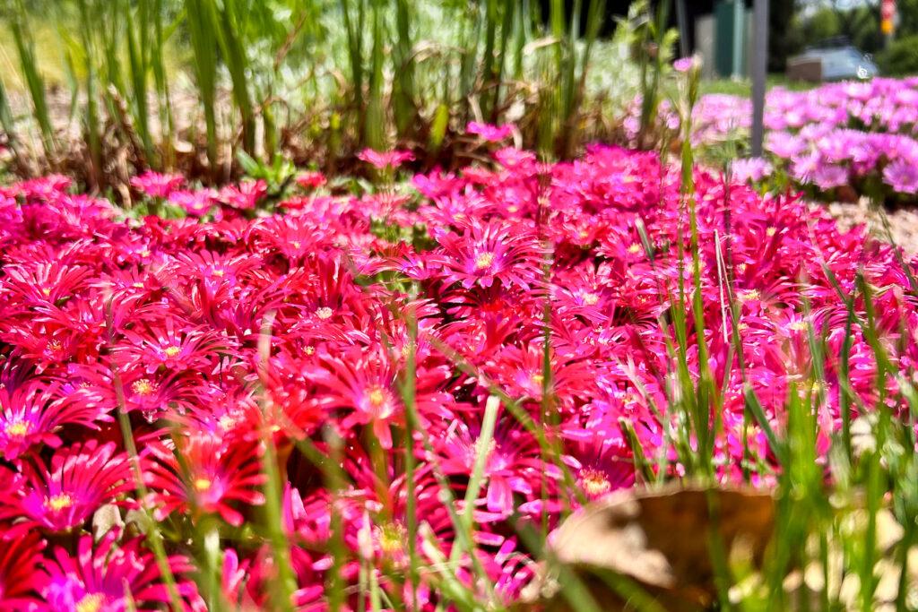 Close-up of vivid magenta ice plant flowers blooming densely in a CSU Trial Garden bed, with some green grass and stems in the foreground.