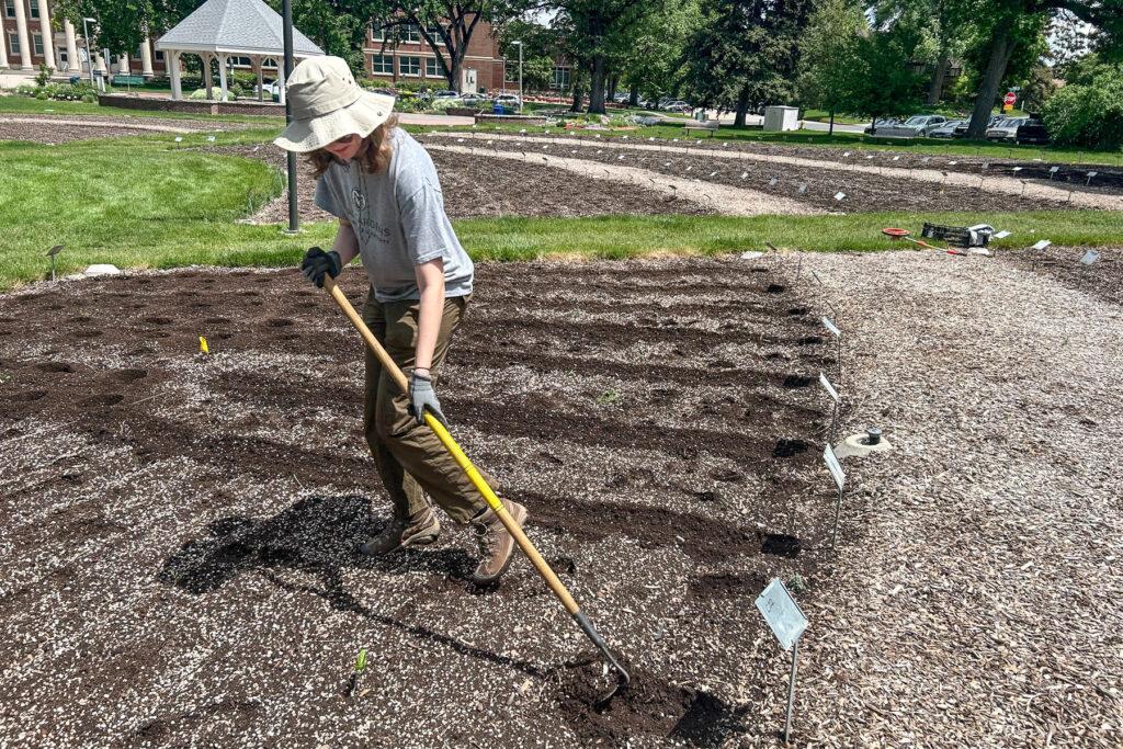 Ashlyn Schall, wearing a wide-brimmed hat, gloves, and a gray CSU t-shirt, rakes soil into tidy rows in a planting bed at CSU’s Trial Gardens, with labeled plant markers and a gazebo visible in the background.