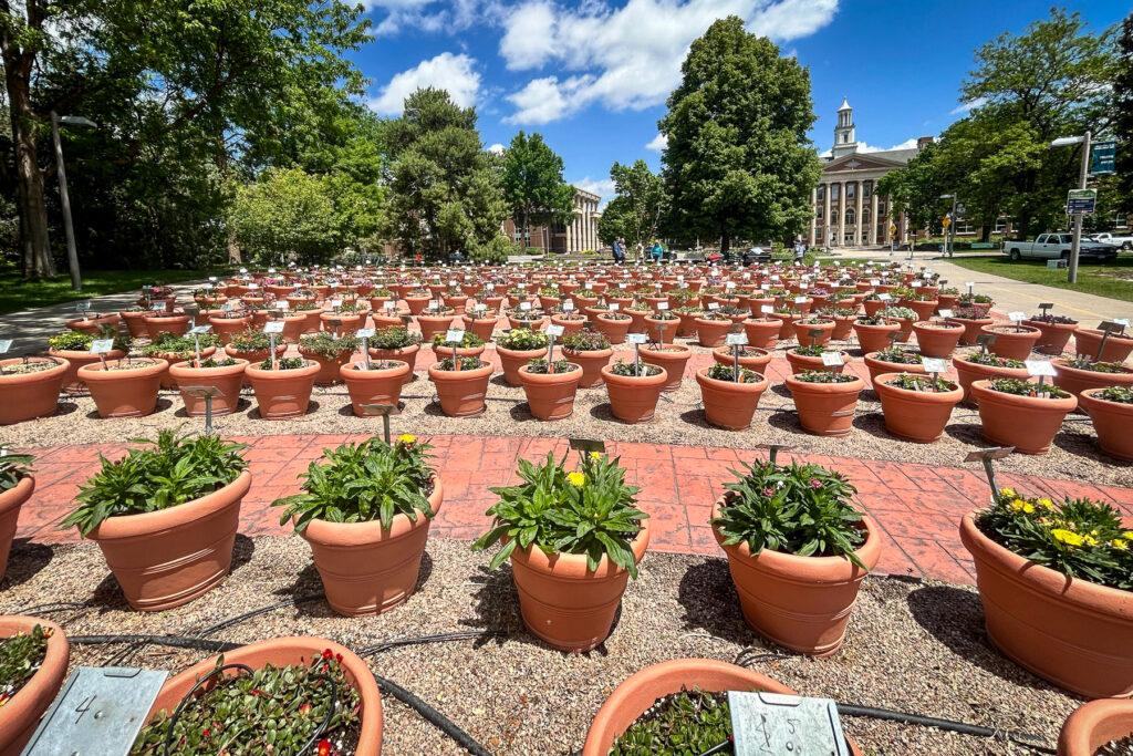 Dozens of terracotta pots are arranged in neat rows on a gravel path at CSU’s Trial Gardens, with small white plant labels and the university’s administration building in the distance.