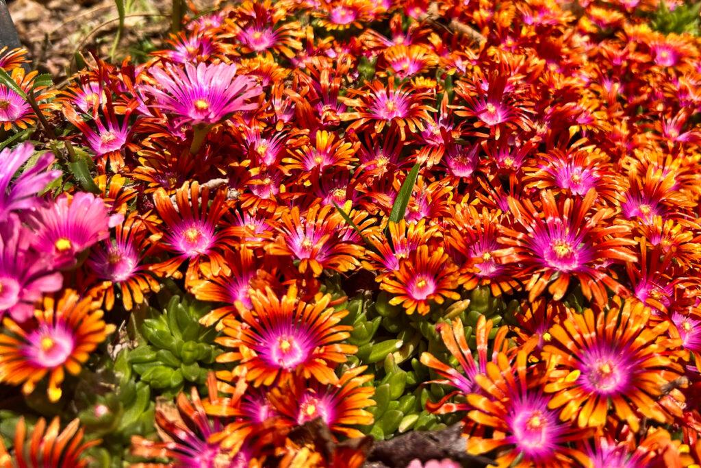 Clusters of orange and pink delosperma flowers with purple centers bloom in a dense groundcover at the CSU Trial Gardens.