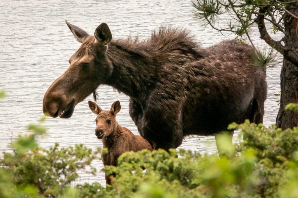 Red Feathers Lake moose and cal