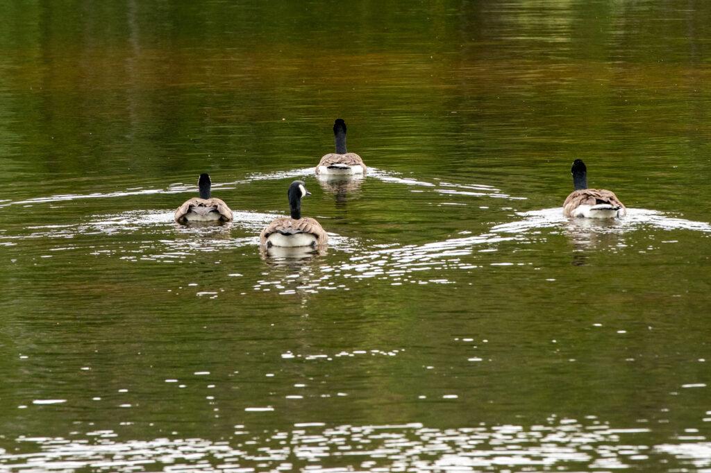 Red Feather Lakes Canada Geese