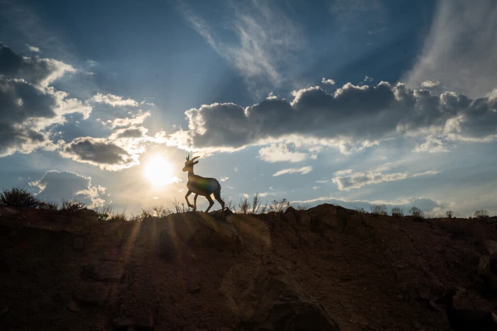 Public Lands: A deer at sunset in Unaweep Canyon, which is public land managed by the BLM