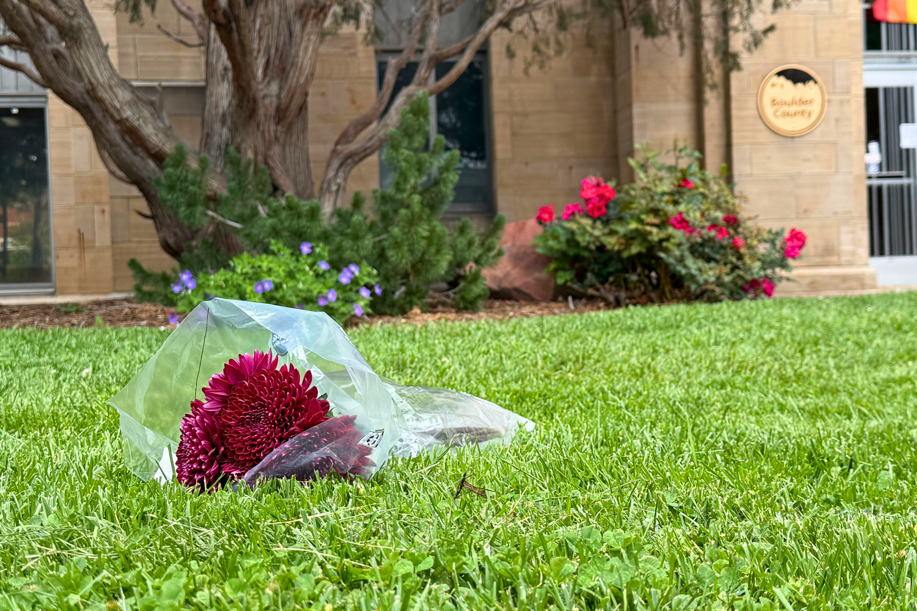 A bouquet of deep red flowers wrapped in plastic lies on green grass near a building with tan stone walls, colorful flowers, and a sign that reads Boulder County.