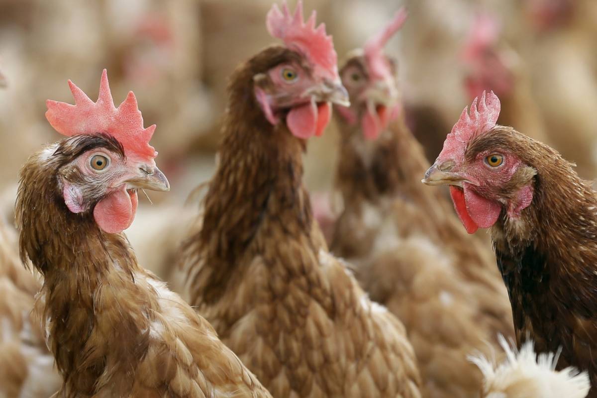 Multiple brown chickens.Multiple brown chickens.