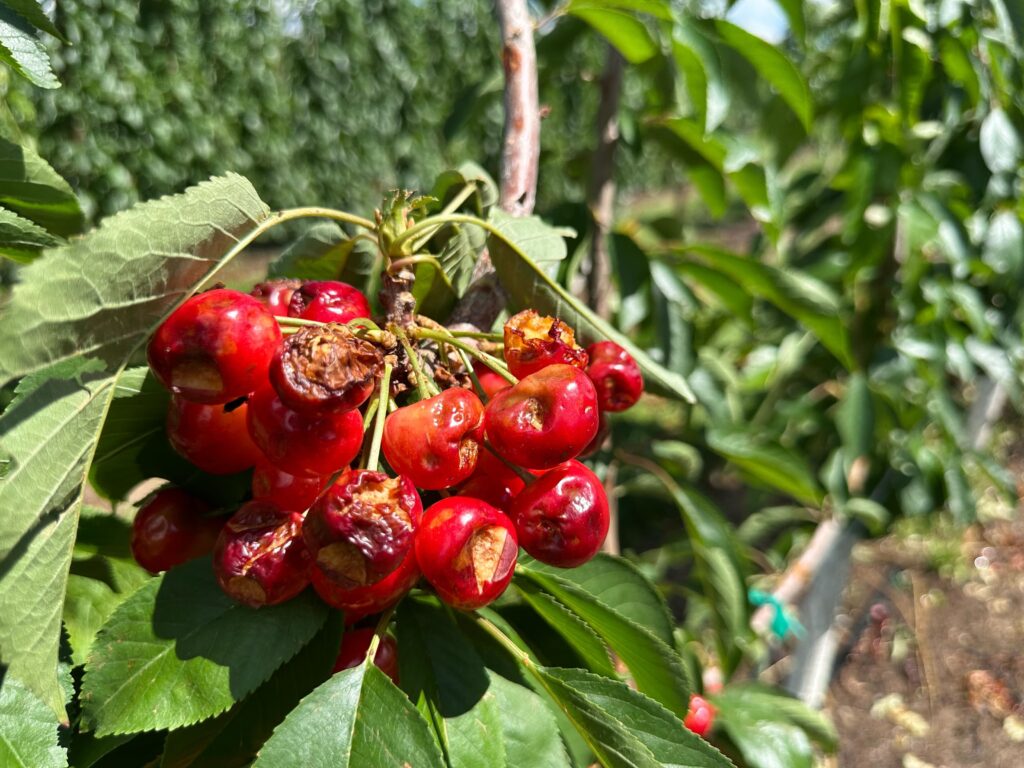 A cluster of damaged cherries on a cherry tree branch.