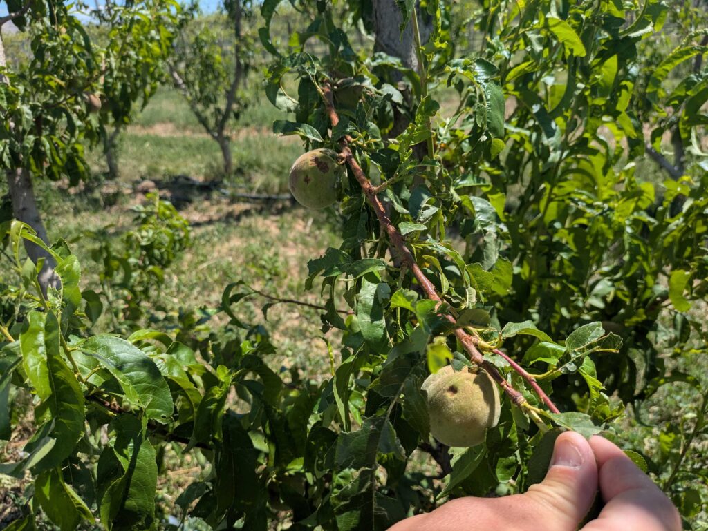 Photo shows a peach tree branch with damage to fruit and leaves.