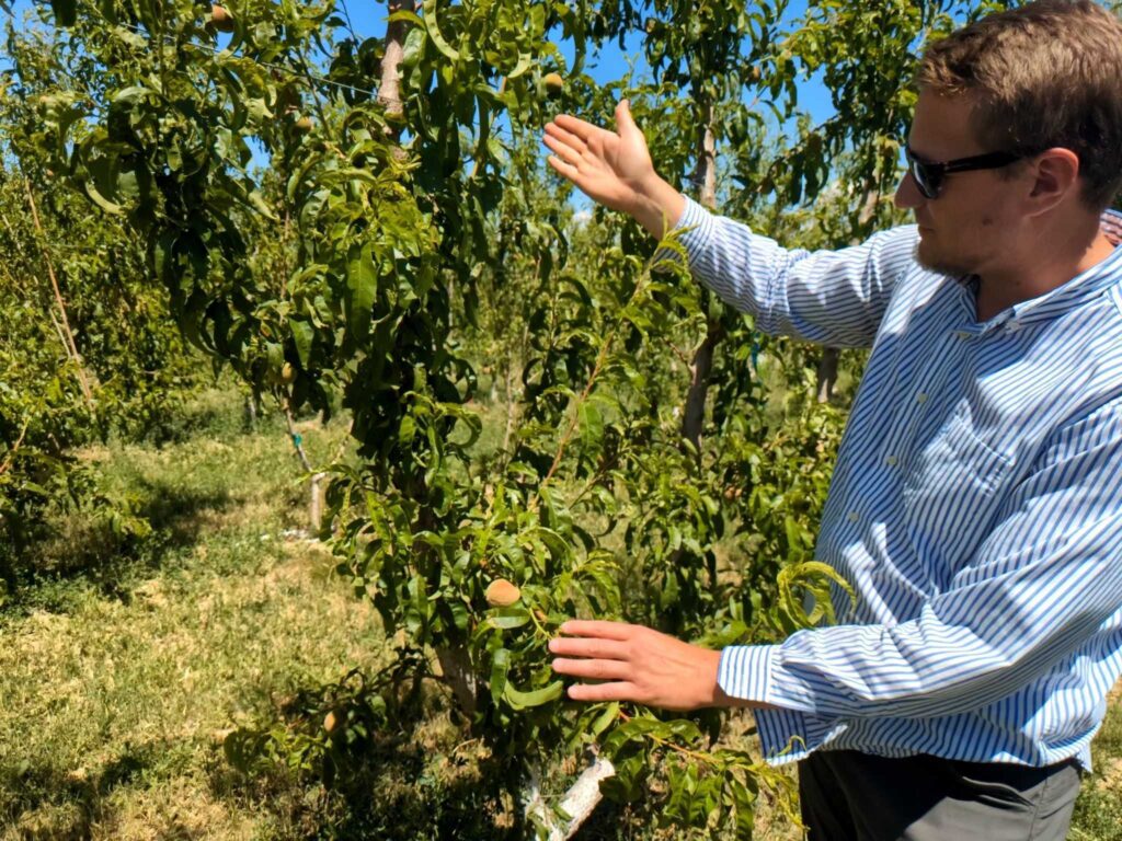 Man is on the right side of the photo with his arms extended at the top and bottom in front of a peach tree that was damaged by hail.