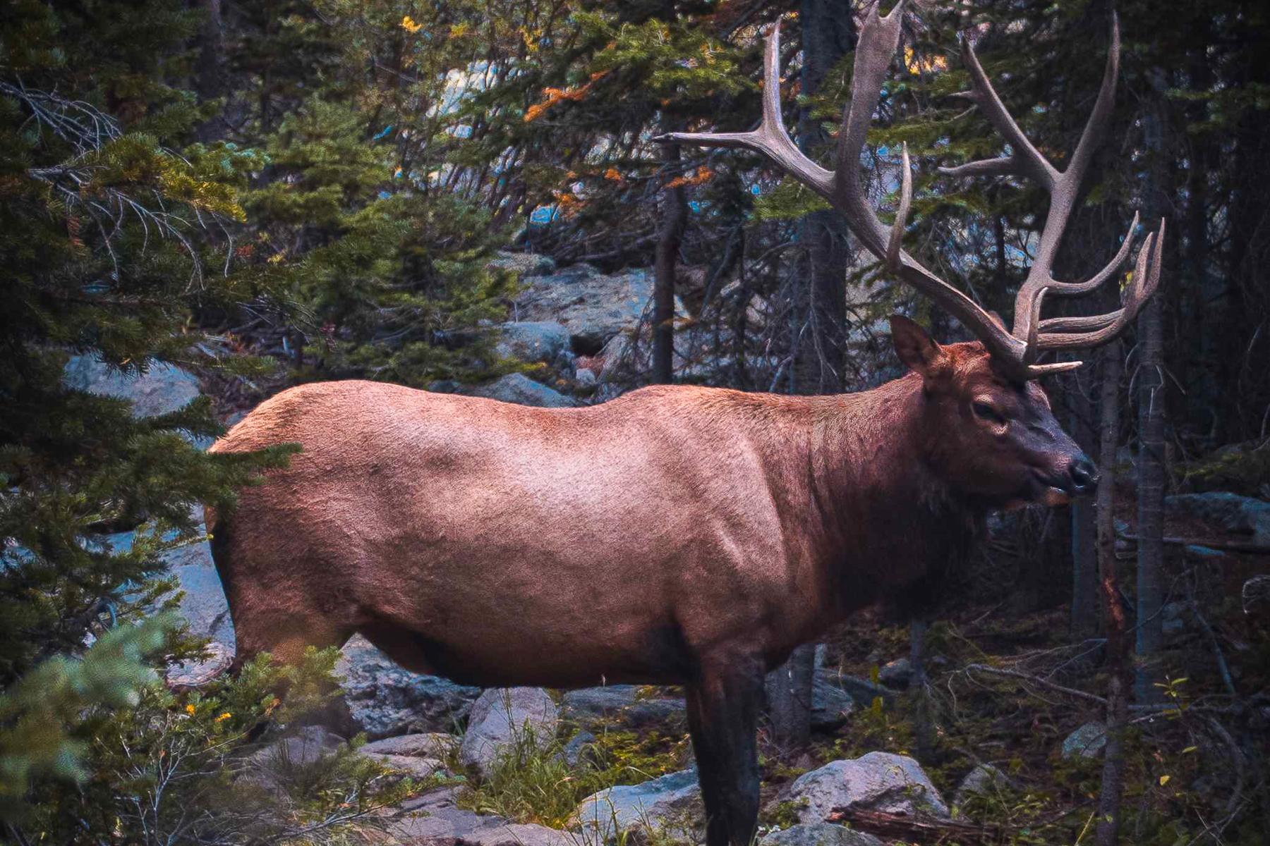 A large bull elk stands alert in a dense forest, surrounded by evergreen trees and rocky terrain. Its antlers stretch wide above its head, and its reddish-brown coat contrasts with the cool, shaded woodland backdrop.