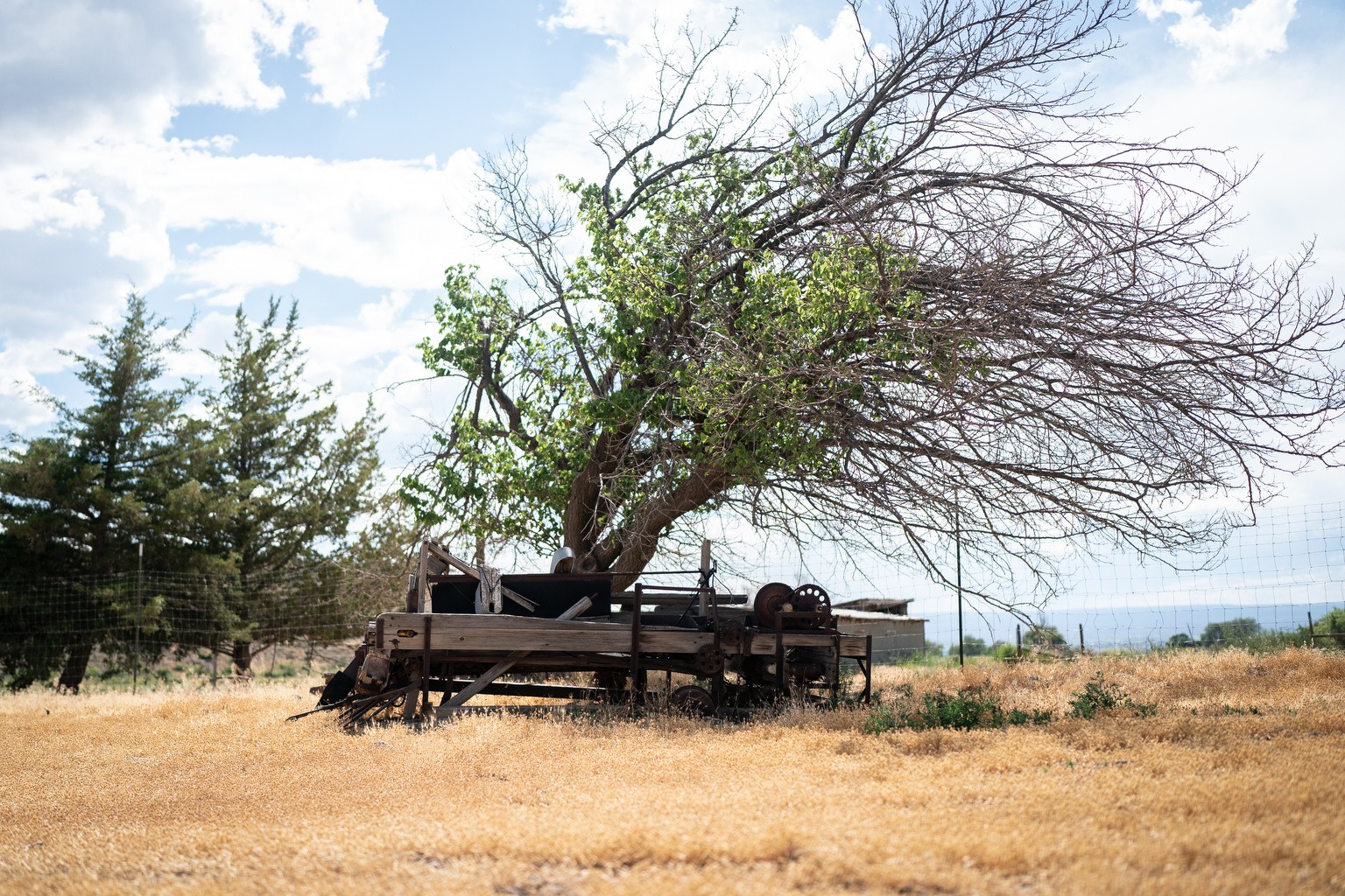 The image features a large tree with a wooden structure underneath it. The structure appears to be a wagon or a trailer, and it is situated in a field. The tree is surrounded by a fence, and there are a few birds visible in the scene.