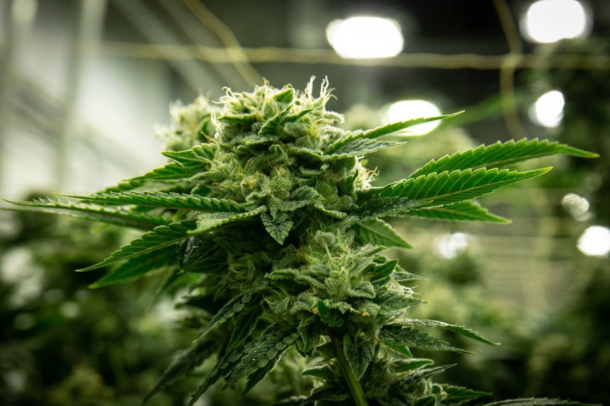 a green marijuana plant