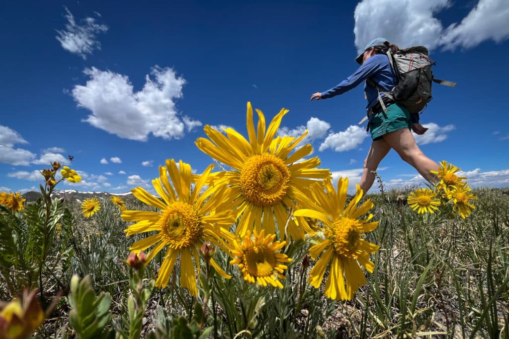 Yellow wildflowers on the Nystrom Trail with a hiker in the background