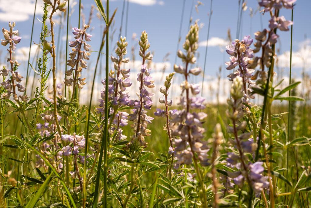 AG FUNDING WESTERN STATES
