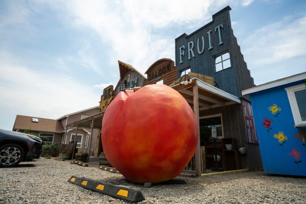 A giant Palisade peach