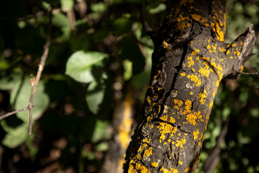 Bright yellow lichen on a tree in Boulder's Chautauqua Park. July 22, 2025.