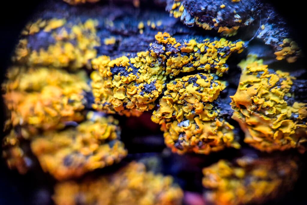 Bright yellow lichen on a tree in Boulder's Chautauqua Park. July 22, 2025.