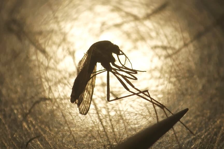 A mosquito held against a light with a tweezer