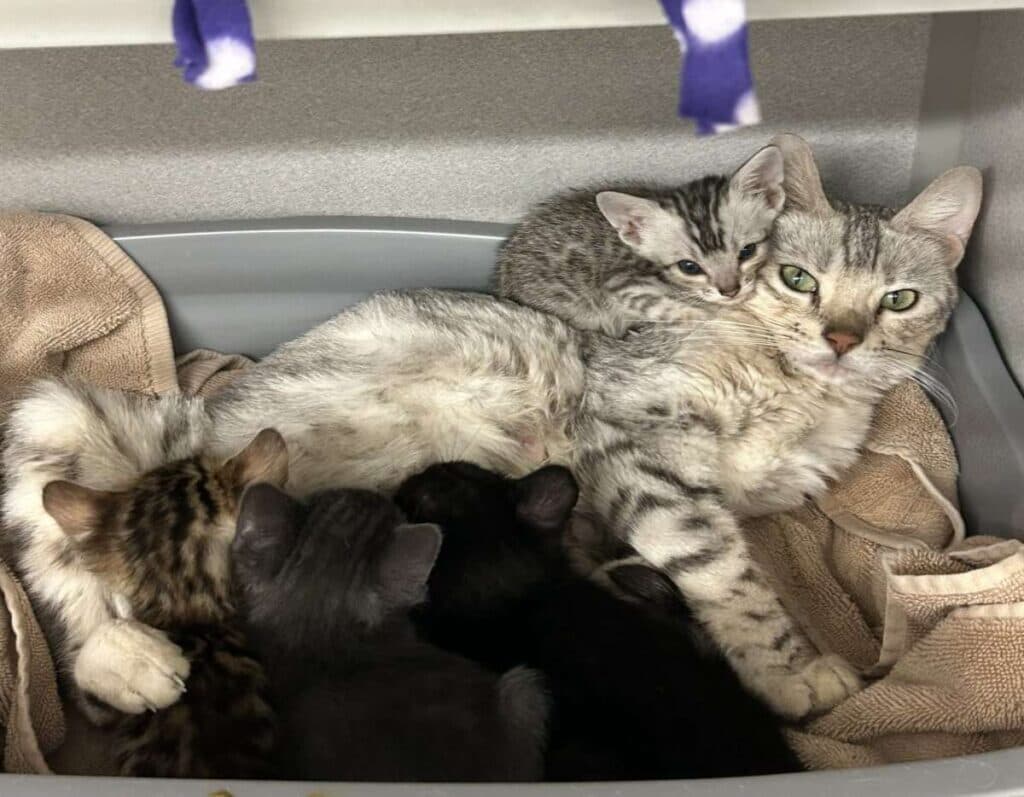 Kittens pile on top of an older cat