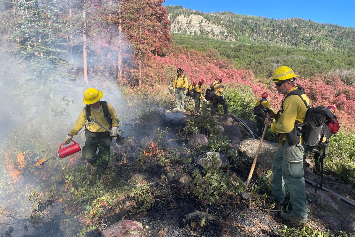 6 firefighters in gear putting out a hot spot in shrubs