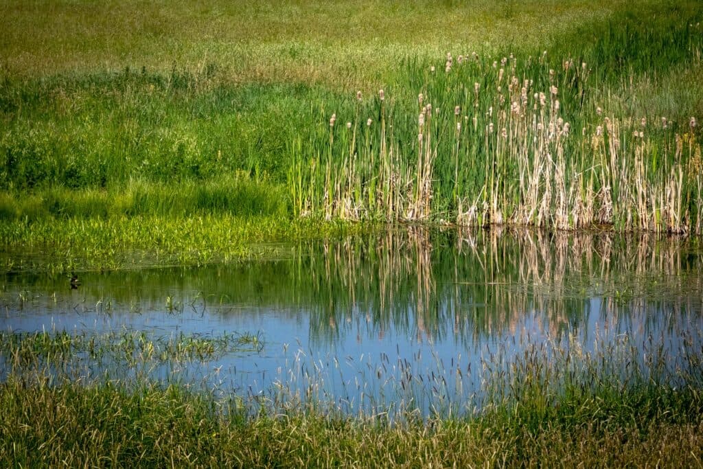 a pond