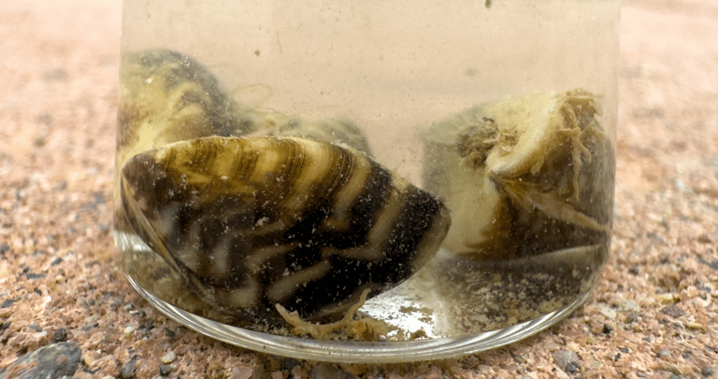 zebra mussels in a glass bottle
