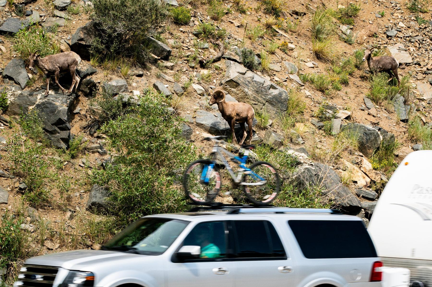 Three Bighorn Sheep perched on rocks beside Highway 119 in Boulder Canyon